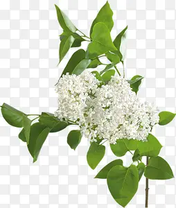 ��Ҷ��ɫ�ྻС��-������