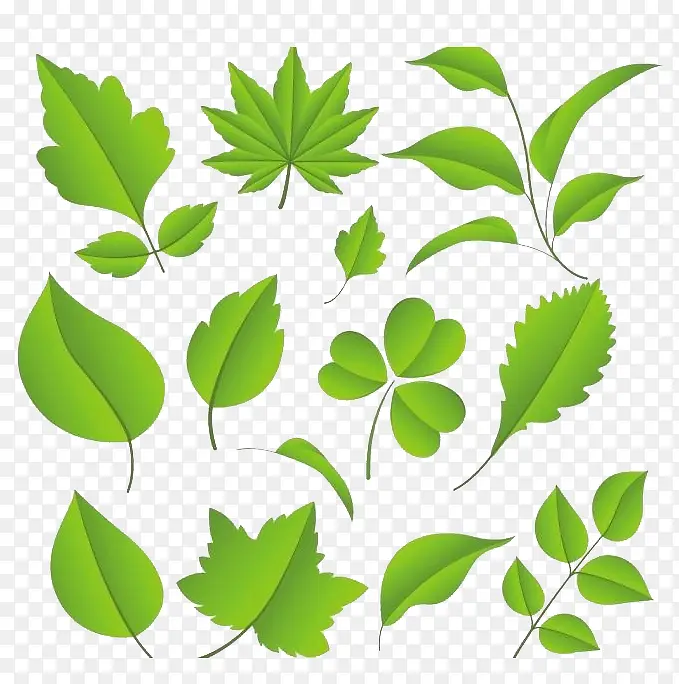 ��Ҷʸ���ز�-������