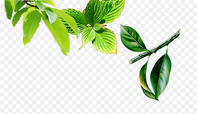 Ư���ز���Ҷ��֦-������