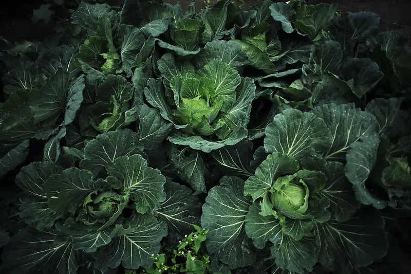 ���Ĳ���Ӱ-������