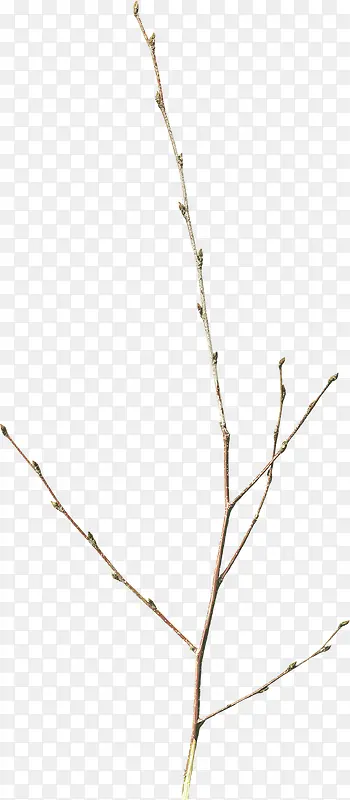 ϸ֦װ���ز�-������