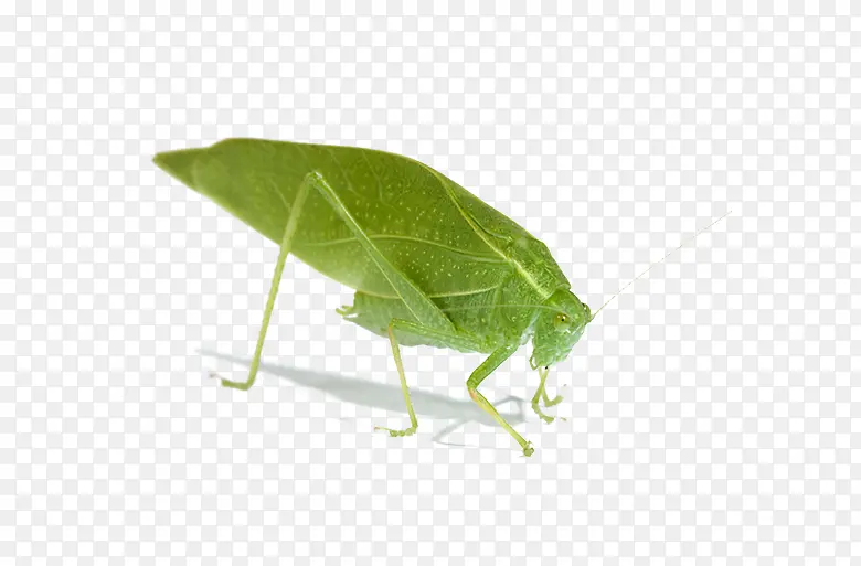 ����ز�����ͼƬ-������