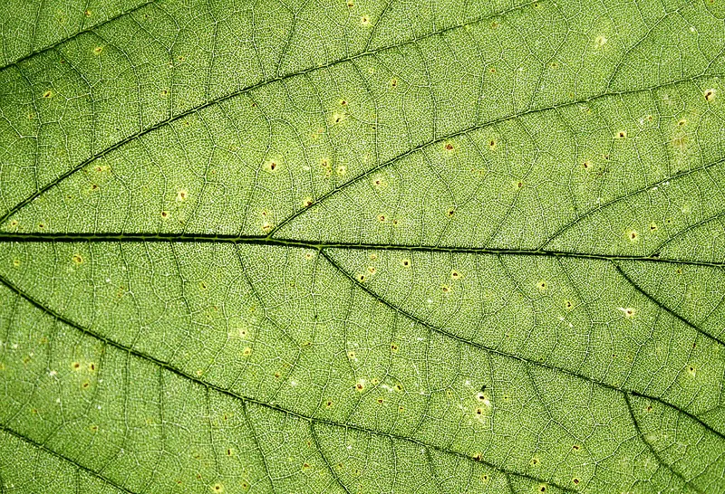 Ҷ�ӱ�������-������