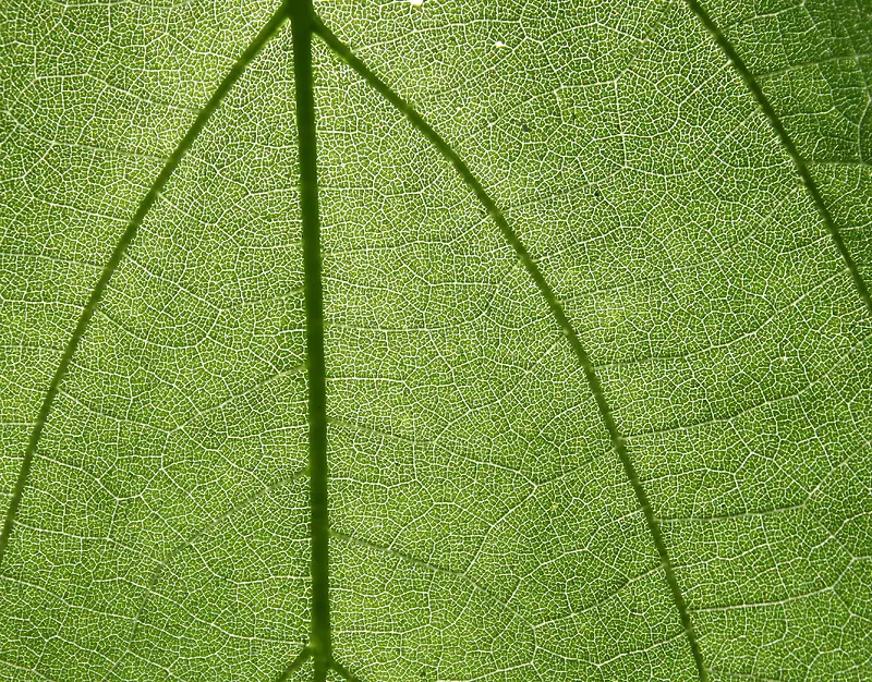 ��Ҷ��������-������