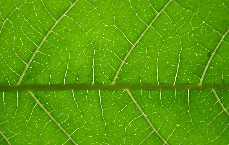 ��Ҷ��������-������