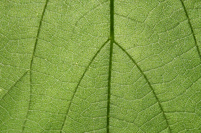 ��Ҷ��������-������