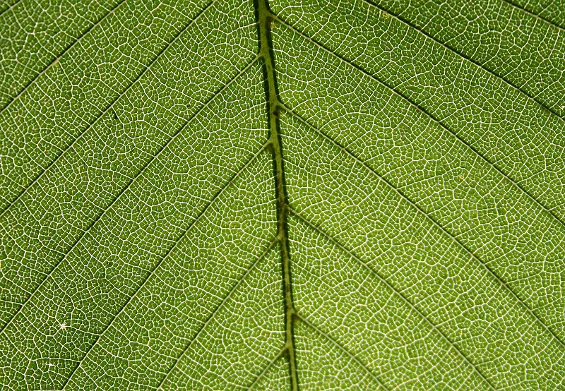 ��Ҷ��������-������