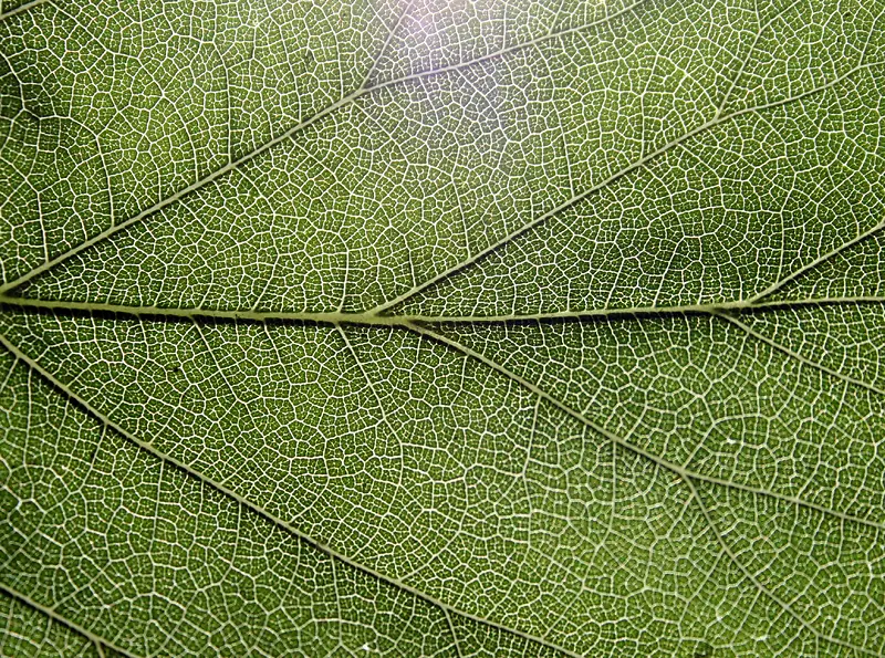 ��Ҷ��������-������