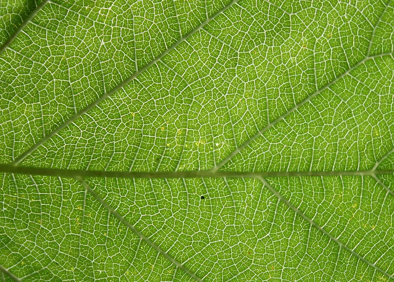 Ҷ����������-������