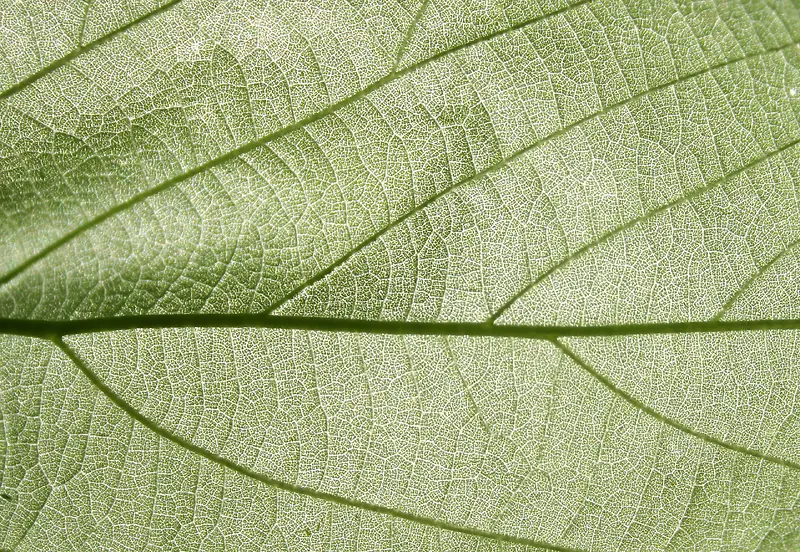 ��Ҷ�������ʱ���-������