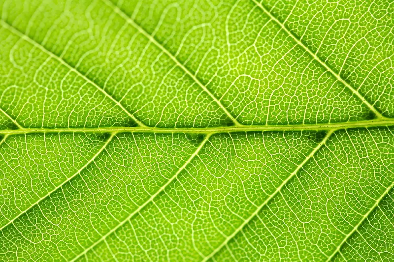 ��Ҷ��������-������