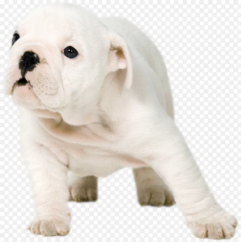 �ֻ��ɫ���͹�����-������