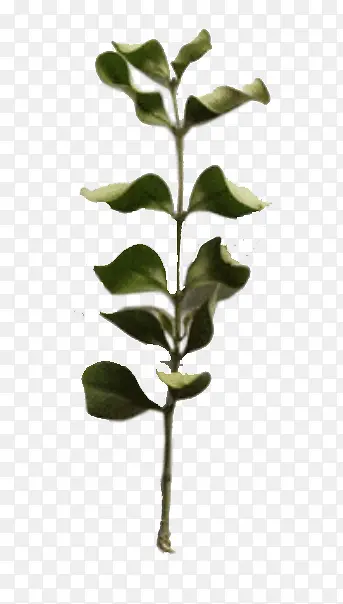 ����Ҷ֦-������