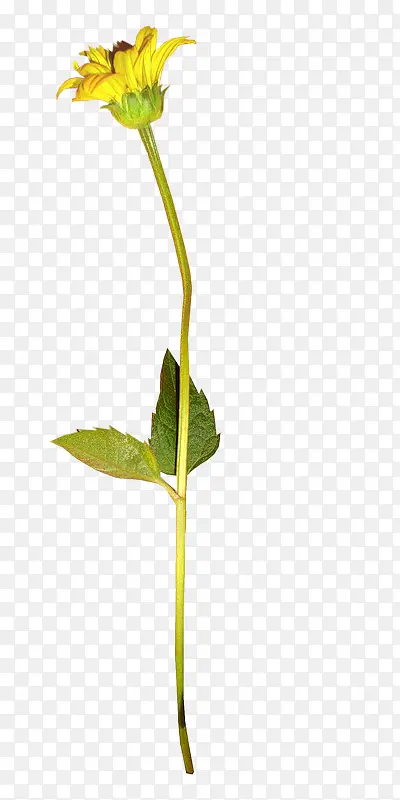 ��ɫ�����-������