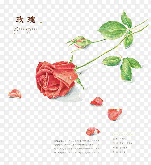 �ֻ�õ�廨-������