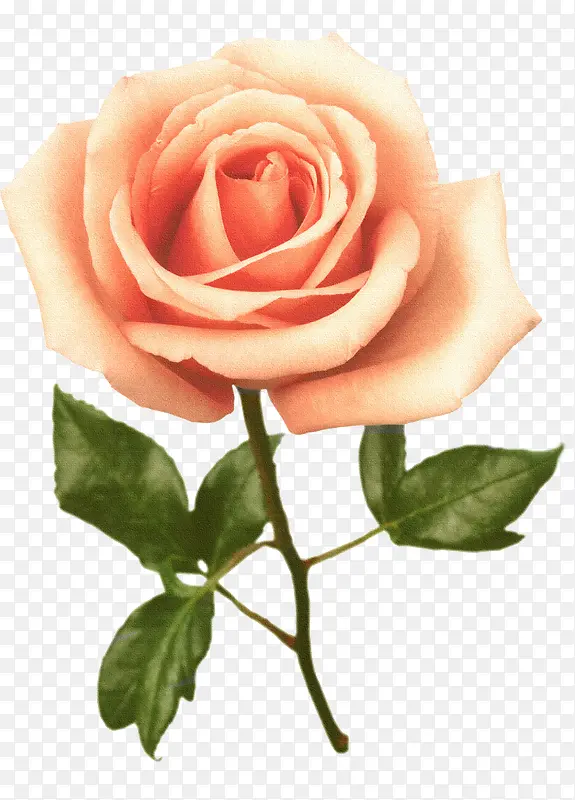 ����ͼ����ͨ�ʻ��ز�-������