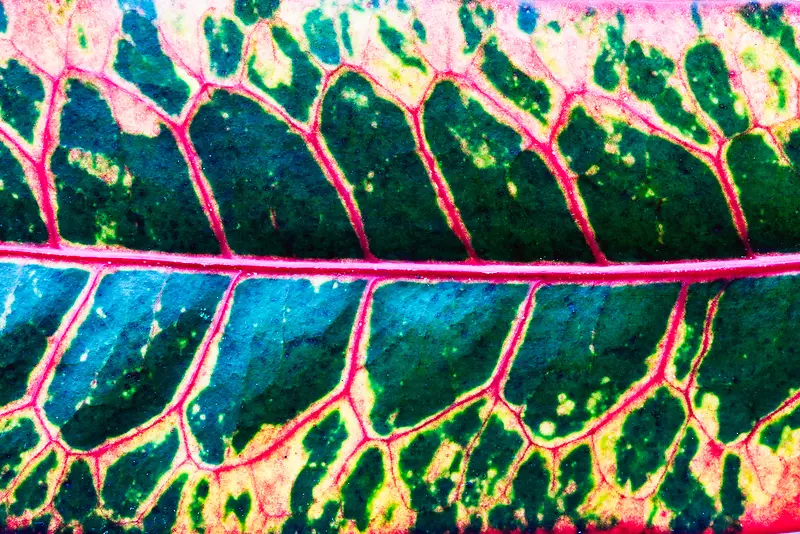 Ҷ����������-������