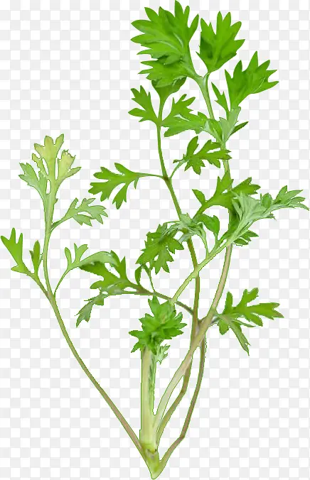 ��Ȼ���ݰ�Ҷ��ͼ-������