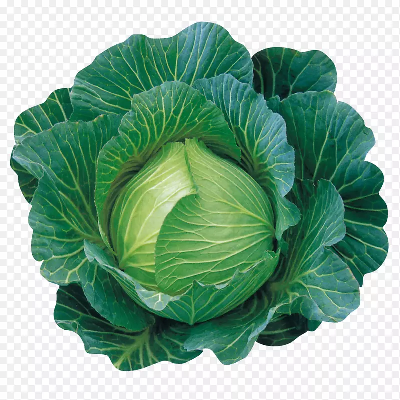 ���Ĳ�Ҷ�߲˴��̾��Ĳ�-������