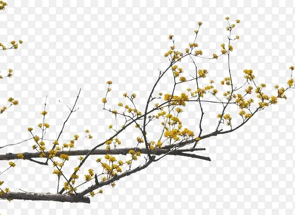 ��֦װ��-������