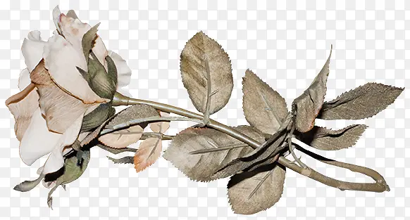 ��Ҷ���ͼƬ-������