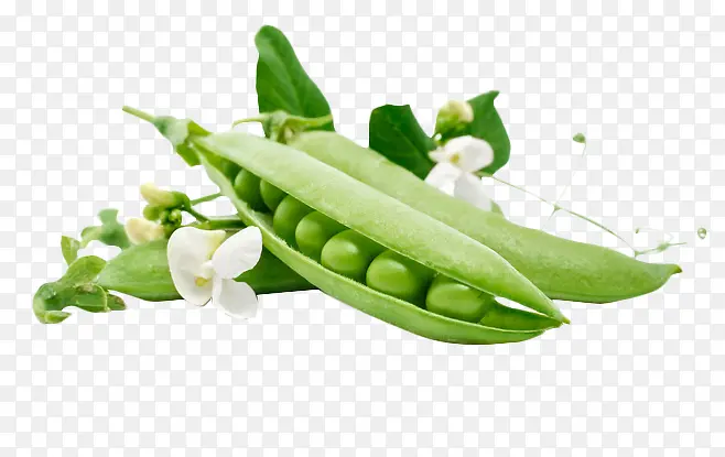 �㶹�㶹�������߲�-������