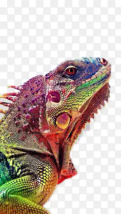 ��ɫ��ɫ��-������