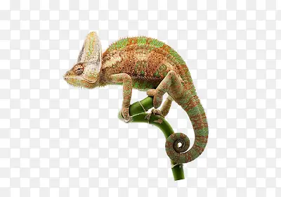 ��ɫ��ɫ��-������