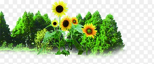 �������տ�����-������