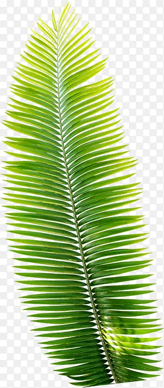 ���տ�Ҷ�ز�-������