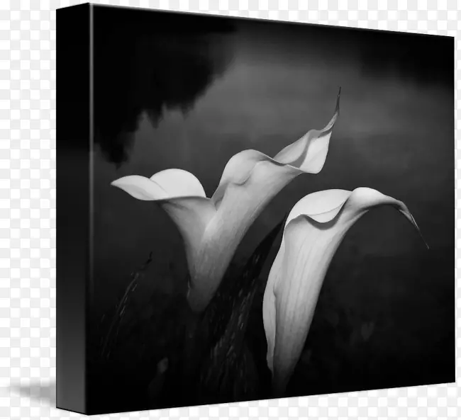 ��ɫ��Ӱ������Ӱ-������