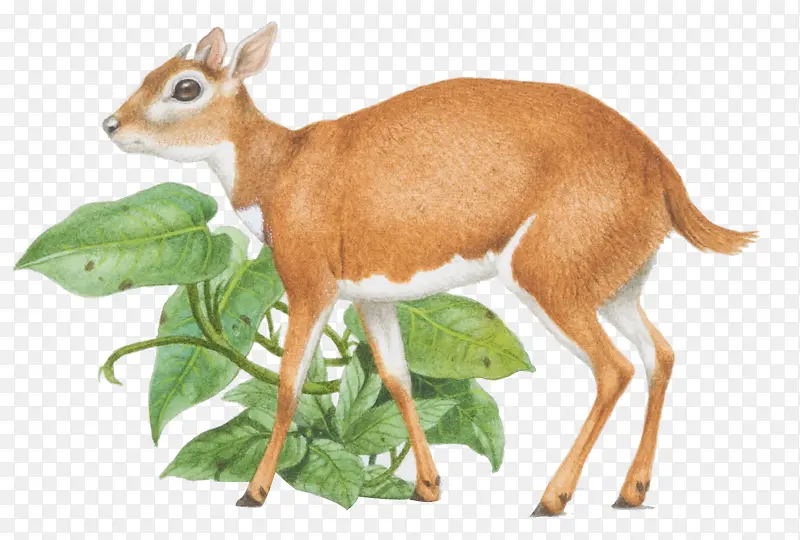 ������廭-������