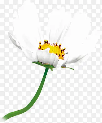 �����ɫ���컨��-������