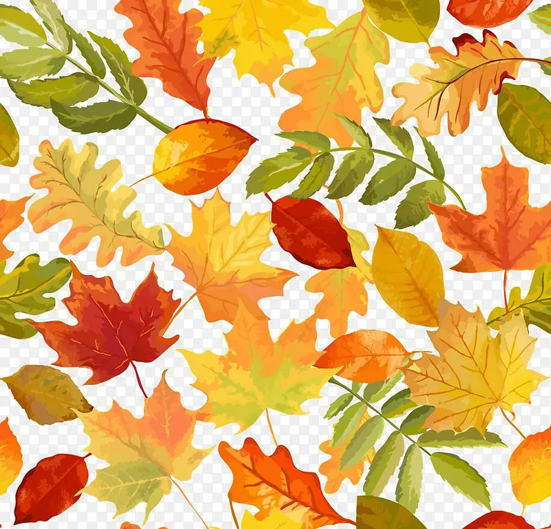 ��Ҷ����װ��-������