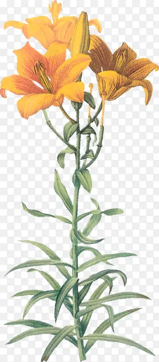 ��ɫ�ٺϻ�������-������