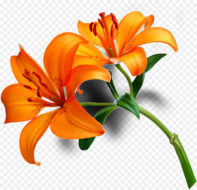 ��ɫ�ٺϻ����ز����-������