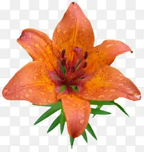 ��ɫʢ���ٺϻ�-������