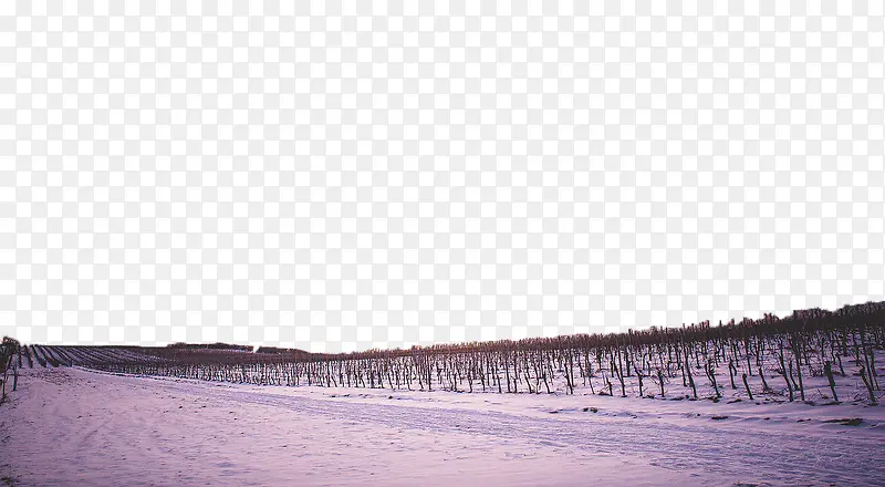 ��ɫѩԭ-������