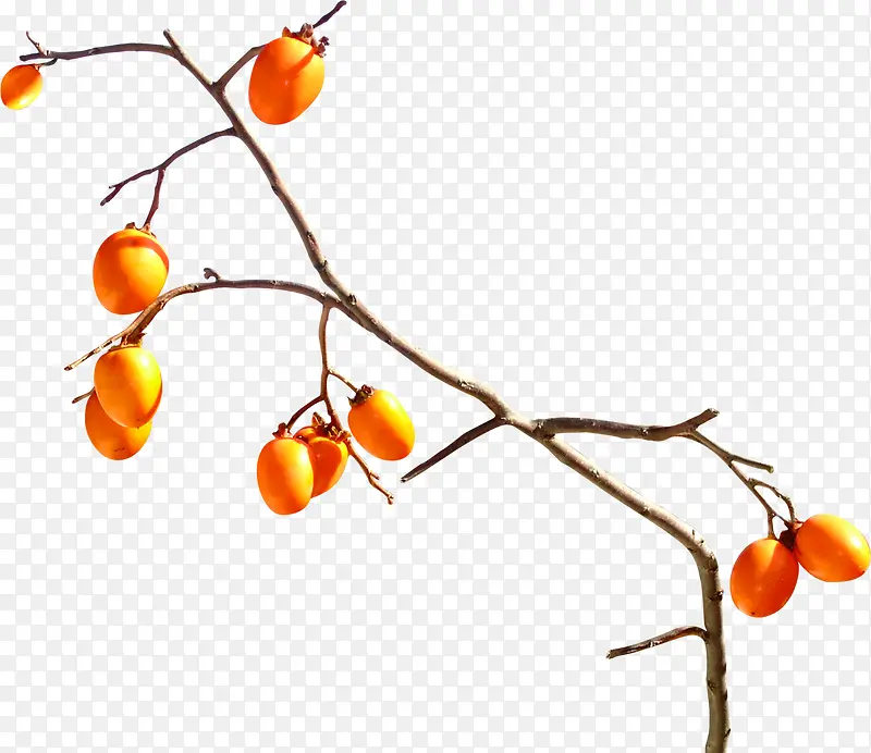 ��ɫ��ʵ����֦����-������