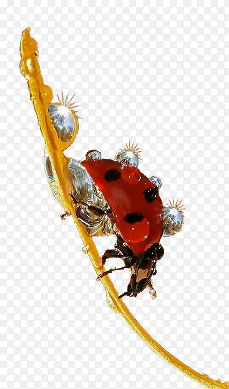 ư��������Ʒ-������