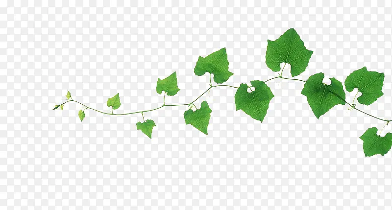 ��������֦-������