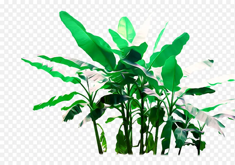 �㽶��-������