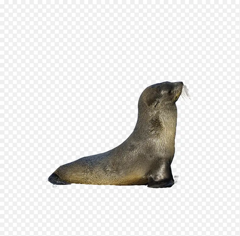 ��ʨͼƬ-������