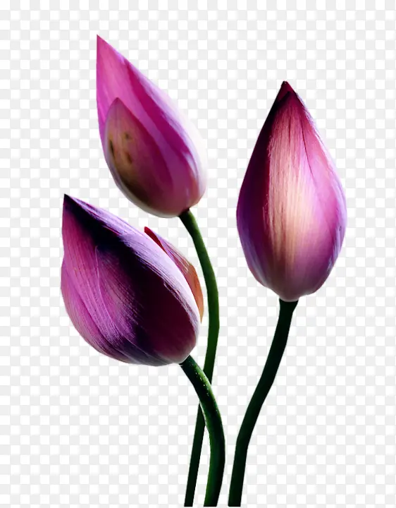 ��ֲ���ܻ���-������