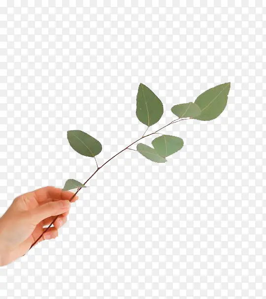 ������֦�ز����-������