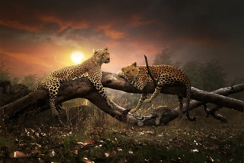 ��֦�ϵı��Ӻ�������-������