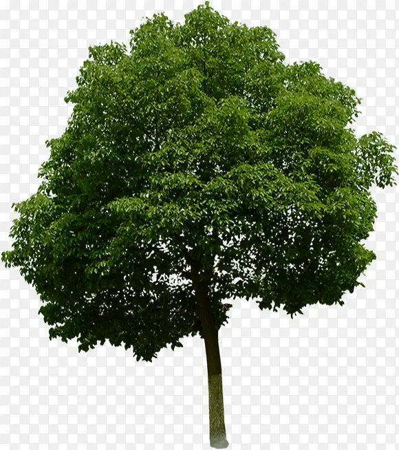 ������Ӱ������Ⱦ-������