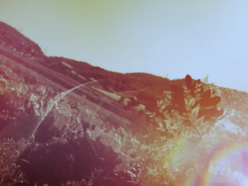 ������Ⱦ����������Ӱ��Ч-������