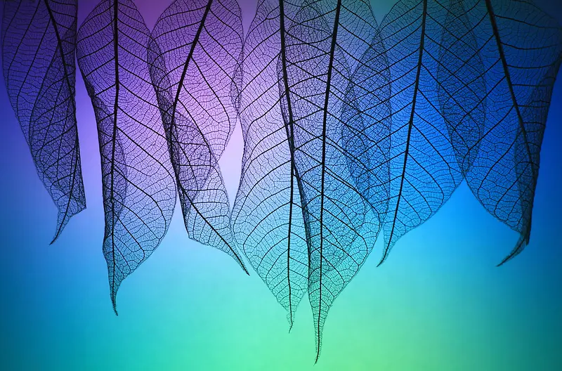 �λò�ɫ��Ҷ����-������