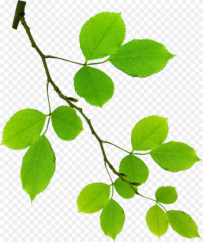 ��ɫ��ˬ������֦���-������